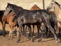 Horse (M), Orlov Trotter — photo 3