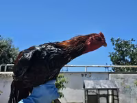 Chickens — الصورة 1