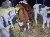 Bulle, Simmental cattle — Foto 2