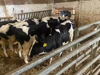 Kuh, Russian Black pied cattle — Foto 3
