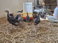 Turkeys — foto 2