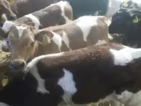 İribuynuzlu mal-qara (partiya, cinsi göstərilməyib), Simmental cattle — foto 8