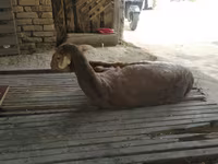 Ram, Sheep — photo 2