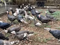 Turkeys — 照片 4