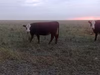 Sigir, Latvian Blue cattle — 3-rasm