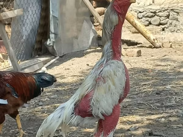 Chickens