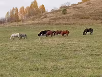 Hengst, New Altai Horse — Foto 4