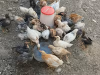 Chickens — foto 2