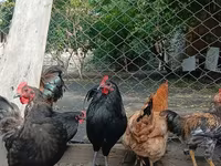 Chickens — foto 3