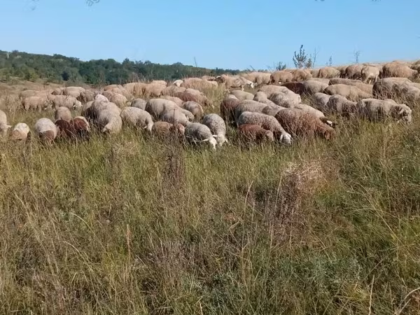 نعجة, Precoce sheep