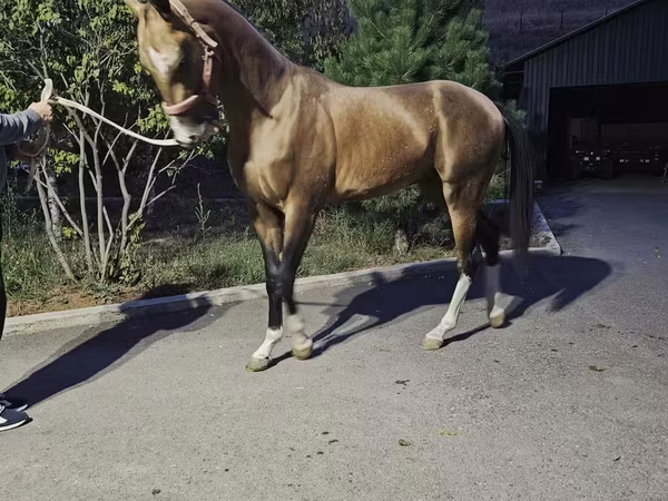 Кінь, Akhal-Teke
