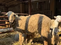 Carnero, Dorper sheep — foto 7