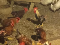 Czech Gold Brindled Hen — photo 6