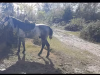 Caballo, Azerbaijan horse — foto 1