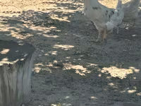Turkeys — 4-rasm