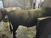 Bulle, Aberdeen-Angus — Foto 2