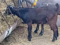 Taka, Damask goat — 5-rasm