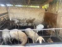 母羊, Rhon sheep — 照片 3
