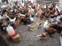 Chickens — 2-сурет