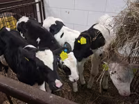 Bull, Russian Black pied cattle — photo 3