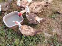 Ducks — foto 6