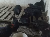Chickens — الصورة 2