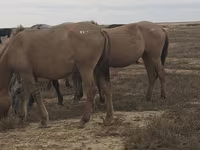 Кобила, Mugalzhar horse — фото 6