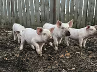 Schweine (Partie, Geschlecht nicht angegeben), Крупная белая — Foto 3