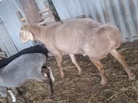 公羊, Hissar sheep — 照片 2