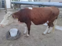 母牛, Latvian Blue cattle — 照片 2