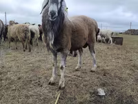 Qoç, Hissar sheep — foto 1