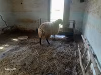 Schaf, Schafe — Foto 1