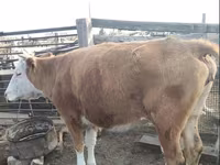 بقرة, Latvian Blue cattle — الصورة 3