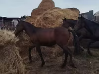 At, Horse breed — foto 7