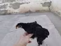 Chickens — 7-сурет