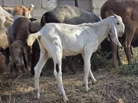 Ziegenbock, Beetal goats — Foto 2