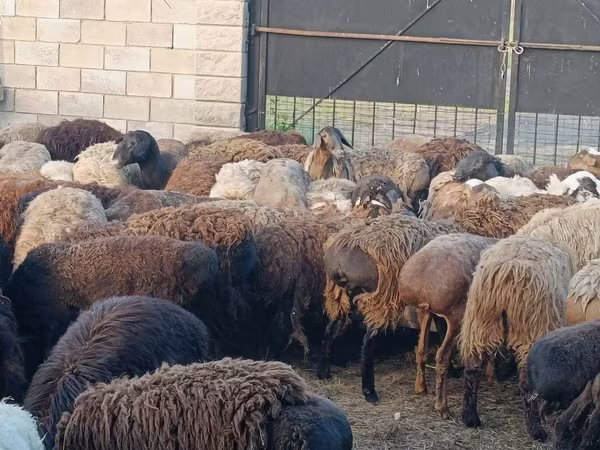 公羊, Sheep