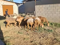 أغنام (دفعة، الجنس غير محدد), Merino sheep — الصورة 4