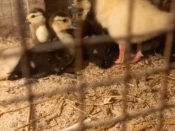 Ducks