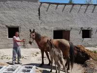 Caballos (lote, sexo no especificado), Caballos — foto 2