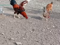 Chickens — Foto 5