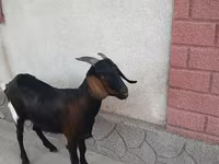 Cabra, Nubian Goat — foto 3