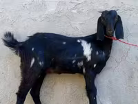 Ziege, Beetal goats — Foto 2