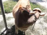 Vaca, Simmental cattle — foto 2