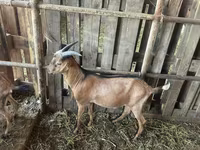 公山羊, Nubian Goat — 照片 1