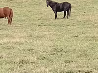 Hengst, New Altai Horse — Foto 5