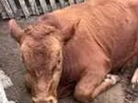 Бик, Абердин-ангусська — фото 5