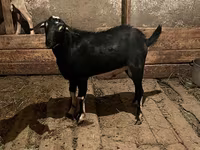 Ziegenbock, Ziegen — Foto 1