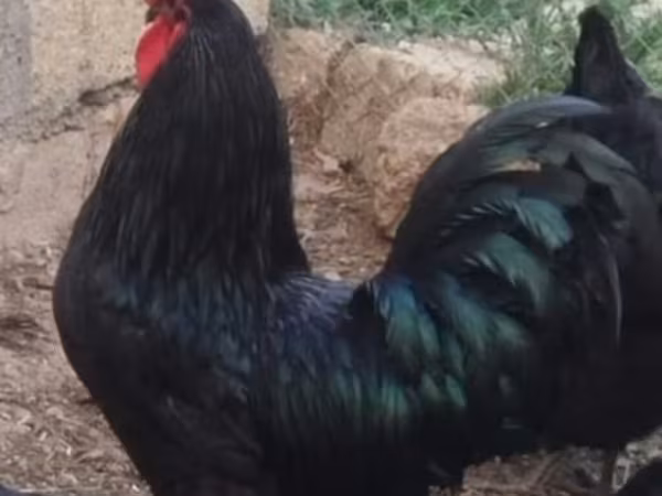 Australorp