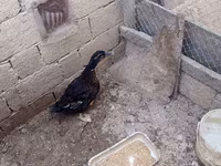 Ducks — foto 4